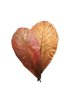 Vente en gros 21-25 cm plastique Terminalia Catappa feuilles paquet de 250 pour Bettas poisson produits pour animaux de compagnie - Product Image 5