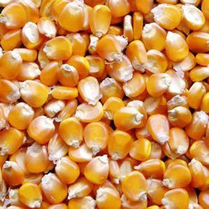 Fournisseur de maïs jaune de haute qualité à vendre Maïs jaune d'aliments pour animaux - Product Image 6