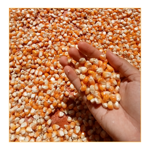 Maíz Amarillo Glutinoso Seco de Alta Calidad para Palomitas, Granos Enteros de Maíz para Palomitas Tipo Champiñón - Product Image 6