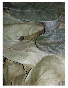 Feuilles de corossol naturelles - Feuilles de graviola de qualité supérieure pour l'exportation avec un prix compétitif sur le marché 2024 - Product Image 6