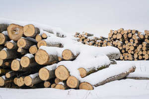 Bois de chauffage séché/Bois de chauffage de chêne/hêtre/frêne/épicéa/bois de feu de bouleau à vendre - Product Image 5