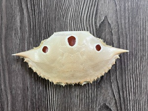 Grandes coquilles de crabe entières séchées 100% naturelles pour les restaurants de fruits de mer et de cuisine farcie - Product Image 1
