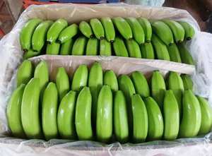 Suministro al por mayor de banana verde fresca de primera calidad de Vietnam Producto agrícola listo para la exportación global - Product Image 2
