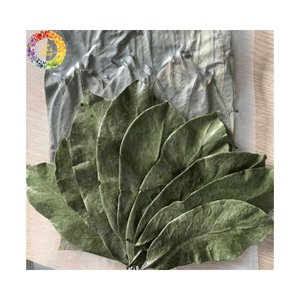 100% hojas de Graviola de Guanábana secas naturales/hoja de Guanábana seca hecha en Vietnam embalaje OEM 0,5kg para exportación - Product Image 2