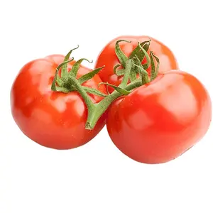 Prix des tomates cerises fraîches surgelées Tomates fraîches Expédition rapide Tomates de haute qualité Prune et rouge cerise Exportation de haute qualité
