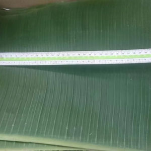 ใบกล้วยแช่แข็งแบบเวียดนามใบเขียวสดคุณภาพสูงเหมาะสำหรับห่อและนึ่งทำอาหาร - Product Image 1