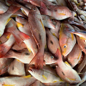 Pargo Rojo Entero Congelado, Mariscos de Primera Calidad, IQF a Granel, Origen Vietnam, Envasado al Vacío, 24 Meses de Vida Útil - Product Image 1