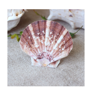 Venta al por mayor de conchas de vieiras naturales para jabonera, centros de mesa costeros, decoración de playa y exhibición de comida ecológica - Product Image 3