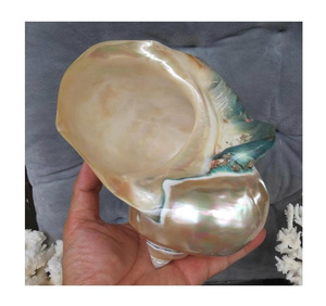 Exotic Pearl Turbo Seashells para centros de mesa de boda y decoraciones para eventos - Product Image 1