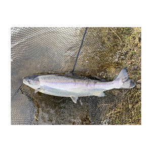 Salmón Entero Congelado de la Mejor Calidad (Mariscos) Calidad de Exportación de Noruega - Product Image 1