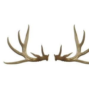 Bulk Sale Whole Red Deer Antlers Elk Antlers Naturally Shed Animal Extract Product for Food Supplement Cattle Gallstones - Product Image 6
