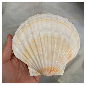 COQUILLES DE SAINT-COQUILLE POLI ET NETTOYÉES POUR BOÎTE CADEAU SAVON AFFICHAGE ART ARTISANAT OU PRÉSENTATION ALIMENTAIRE - Product Image 1