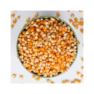 Maíz amarillo para alimentación Animal, no GMO, para consumo humano, Brasil, venta al por mayor - Product Image 6