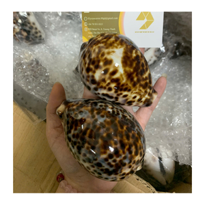 Material artesanal de concha Cowrie suministrado por el fabricante de Vietnam 99 DATOS DE ORO para proyectos de arte con concha Cowrie - Product Image 5