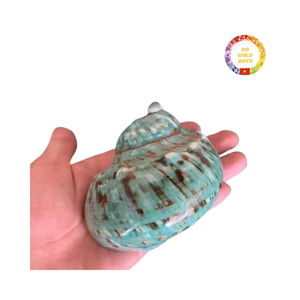 Coque turbo verte naturelle de qualité supérieure du Vietnam pour les remplisseurs de vases d'aquarium et la décoration côtière faite à la main - Product Image 6