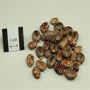 Haute qualité 100% graines de ricin naturelles séchées Ricinus Communis pour la cuisson-exportateur en vrac - Product Image 5