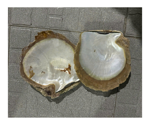 Conchas de nácar Premium naturales y pulidas que se ofrecen en varios tamaños y grados para exportación de fábricas de joyería artesanal - Product Image 1