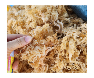 Nutriment Dense Séché Cottonii Seamoss Superfood Premium Naturel Pur Wildcrafted En Vrac En Gros Sans OGM Sans Gluten Vietnam Expo - Product Image 1