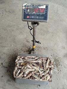 Paquets de calmar surgelé IQF Haizhu - Marque E$T Durée de conservation de 12 mois Comestible - Product Image 4