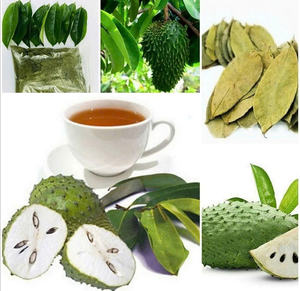 Poudre de feuilles de corossol en vrac: directement du Vietnam au monde - Product Image 3