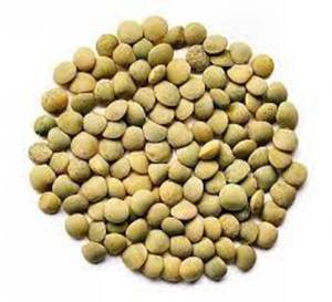 ถั่วเลนทิลเขียวคุณภาพสูง 100% จำหน่ายส่งออกและขายส่ง 100% ธรรมชาติ ทำความสะอาดด้วยเครื่องจักร อุดมไปด้วยโปรตีนและไฟเบอร์ - Product Image 1