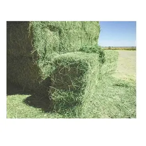 Новый лучший ODM высококачественный тюк из люцерны сено Родес травы и люцерны сено для продажи