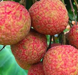 Litchi congelé de haute qualité du Vietnam Prêt à expédier Bon Prix - Product Image 6