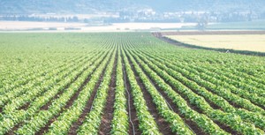 MICRO LIN 16 MM 1.0 LPH 16 MIL 0.40 MM DRIP LATERALS SPACING 30 CM - Product Image 4