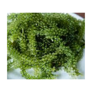Algues marines 2024 Algues marines de type raisin de mer Hilary WA +84 327076054 - Product Image 1