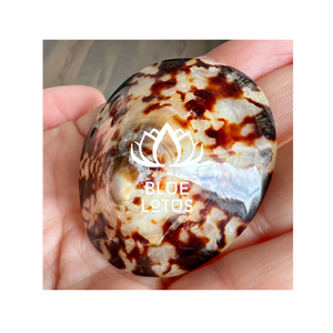 PRODUIT UNIQUE DE LOTUS BLEU LIMPET SHELL POUR ALLAITEMENT MS.CHERISH CONFORTABLE POUR LA FEMME ENCEINTE - Product Image 1