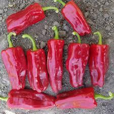 300 semi biologici di qualità del raccolto rosso naturale turco semi di peperoncino Hobby giardino