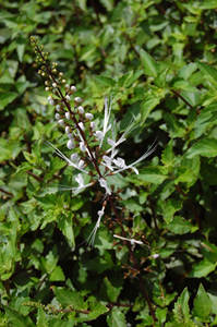 Thé de Java Orthosiphon Stamineus Feuilles séchées - Marque Apex Durée de conservation de 24 mois en provenance du Rajasthan - Product Image 3