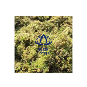 Dried Forest Green Moss Vietnam Using For Planting Keeping Warm Blue Lotus - Product Image 1