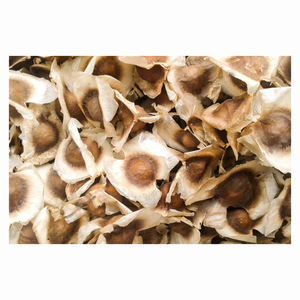 GRAINES DE MORINGA EN GROS DE HAUTE QUALITÉ ET À PRIX CONCURRENTIEL - Product Image 1