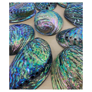 Concha de abulón pulida grande de Vietnam, concha de abulón natural con acabado brillante y tono oceánico para exportación y pedidos a granel - Product Image 1