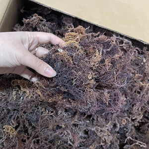 High-Quality <b>Dried</b> Sea <b>Moss</b>, No Additives, Nutrient-Rich Gel Packed With Minerals From Vietnam // Only For Export // Ms. Beatrix - Product Image 6