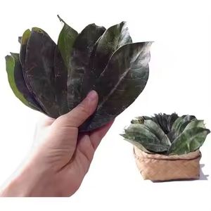 HOT: bajo precio de exportación Hojas de Guanábana secas naturales orgánicas de té de hierbas vietnamita de alta calidad para la mañana a granel al por mayor - Product Image 1