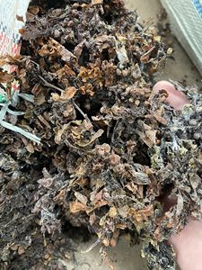 Engrais d'algues sargasses séchées Origine du Vietnam Durée de conservation de 12 mois - Product Image 2