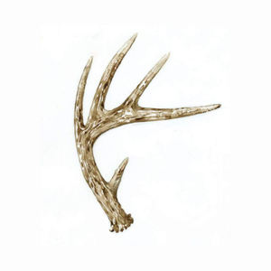 เขากวางแดงเกรดเอเขากวางแดงเขากวาง - Product Image 5