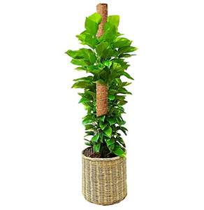 Jardinières d'intérieur professionnelles de 8 à 16 pouces de fabricants indiens Pots de fleurs hauts et coco coco pour utilisation dans le jardin - Product Image 4