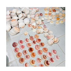 Coquilles de pétoncle écologiques durables pour l'affichage des aliments de restaurant Art côtier fait à la main et décoration de mariage bricolage - Product Image 2