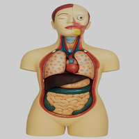 Modelos Médicos MAYALAB, Modelo de Anatomía de Torso Humano de Medio Cuerpo, Órganos Removibles/Desmontables, Codificación Anatómica por Colores, Masculino y Femenino