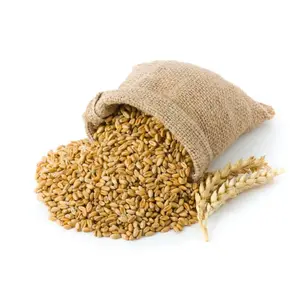 Wholesale Exporter Of Top Quality Healthy Wheat Grain In Bulk 100% Pure Nutrition Wheat Grain Manufacturer Wheat Grain