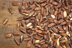 Noix de Pili Biologiques de Qualité Export, Vente Chaude, Moins Chères, Grade Premium, 100% Naturelles, en Vrac, Sachets Sous Vide, À Vendre - Product Image 5
