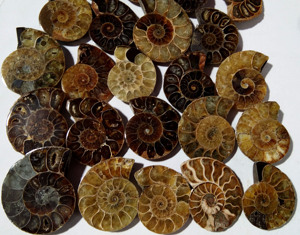 Ammonite naturelle en vrac, pierre précieuse, quartz de guérison, ammonite polie pour la fabrication de bijoux, guérison - Product Image 4