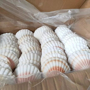 Exquisita belleza natural de conchas marinas para decoración global | Pedido a granel de Vietnam - Product Image 1