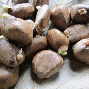 Organic Breadnuts For Sale - Product Image 1