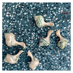 ที่วางตะเกียบเปลือกหอย ที่วางอุปกรณ์รับประทานอาหารจากเปลือกหอยธรรมชาติ สำหรับร้านอาหาร งานจัดเลี้ยง และใช้ในบ้าน เวียดนาม - Product Image 4