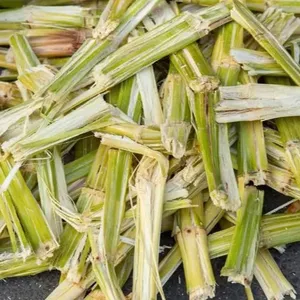 Ensilage de maïs de la meilleure qualité directement de l'usine Ensilage de maïs jaune, granulés de bagasse de canne à sucre - Product Image 1