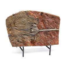 Épée en ammonite sculptée en pierre naturelle, quartz gravé, décoration d'intérieur, cadeau - Product Image 4